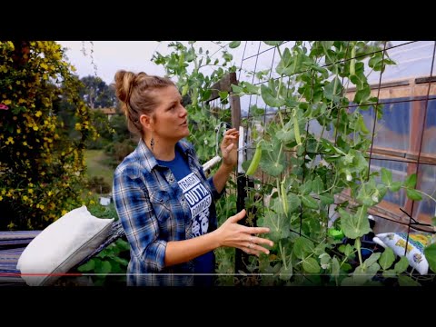 When to plant Sugar snap peas!