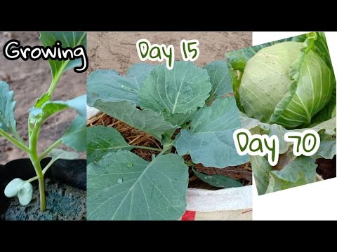 How to grow cabbage in pots / In Plastic / #Growing_Cabbage by Ny Sokhom