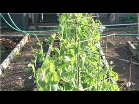 Tomato Gardening : How to Stake Garden Plants