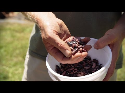 How To Plant Beans