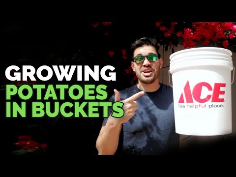 How to Grow Potatoes in Buckets: Planting Techniques!