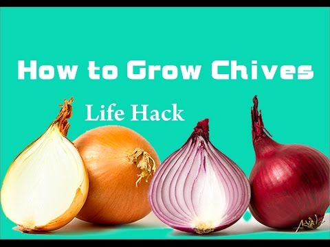 How to Grow Chives. lifehack