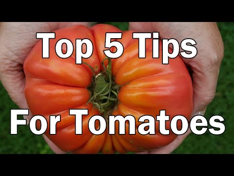 My Top 5 Tips For Growing Tomatoes.