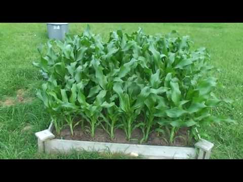 Corn and garden update! Growing 65 corn plants in a 4 by 4 raised bed!