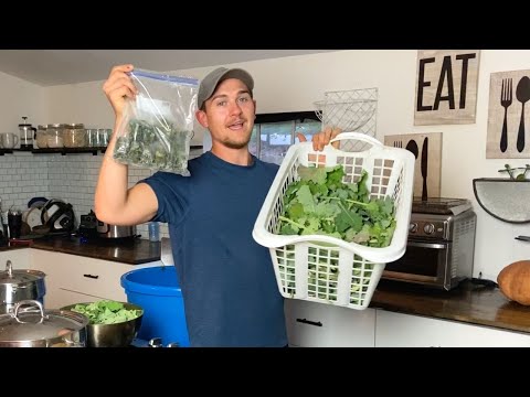 How to Freeze Kale, Collards, Chard, Spinach, and Turnip Greens!