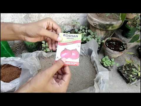 How to Grow Onion Seeds at home kitchen