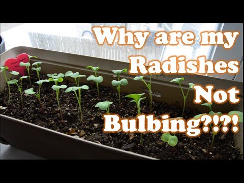 Growing Radishes indoors in containers part 2