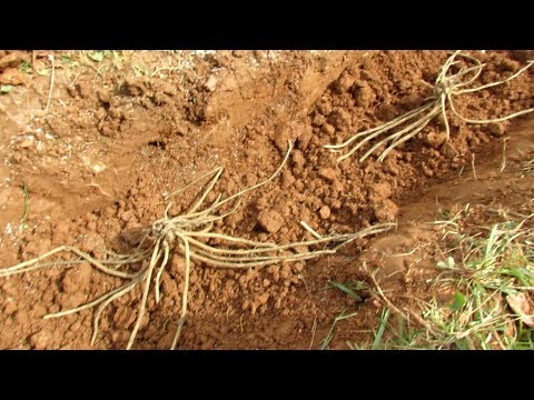 Your First Vegetable Garden?: All the Steps for Planting Asparagus Crowns - Worth the Effort!