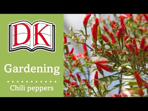 Gardening: How to Grow Chili Peppers