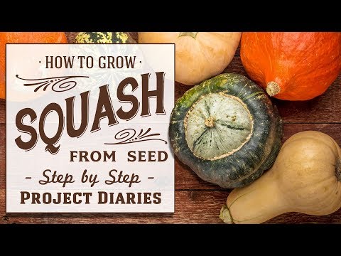 ? How to Grow Squash from Seed (A Step by Step Guide)
