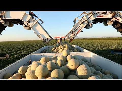 Amazing Agriculture Cultivation - Cantaloupe Growing Harvesting and Parking