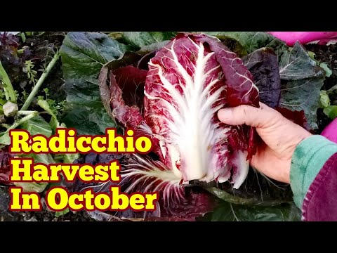 Radicchio Head/ Harvest/ How It Looks Like In October / No Dig Organic Salad Leaves