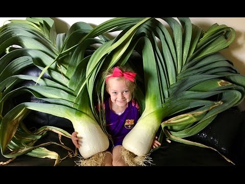 How To Grow Giant Leeks