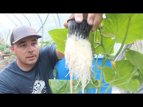 How to Grow Cucumbers in Barrels without Soil