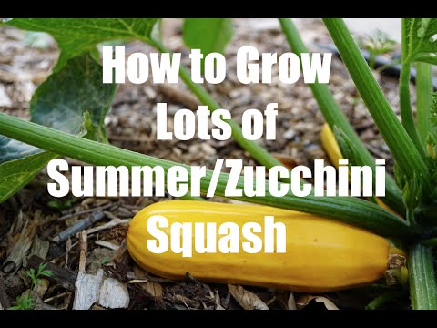 How To Grow LOTS of Summer/Zucchini Squash  - in 4K