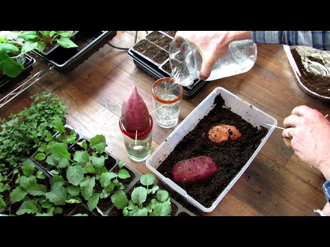 2 Ways to Grow Sweet Potato Slips Indoors, Time Frame, Growing Needs, Rooting Slips & Harvesting