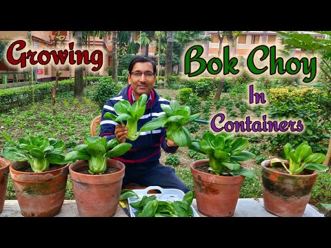 Growing Bok Choy in Containers for a Big Harvest