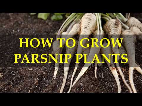 HOW TO GROW PARSNIP PLANTS