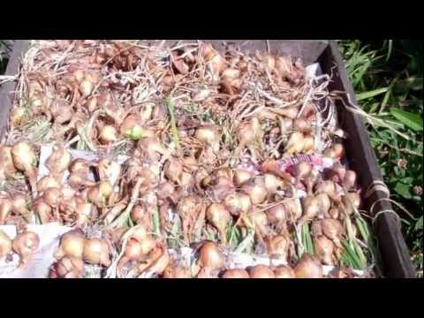 how to grow shallots