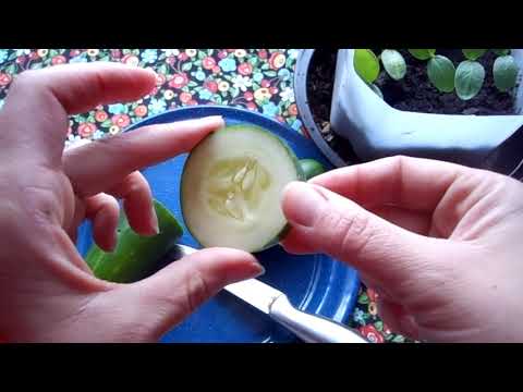 Planting a  Slice of Cucumber?!