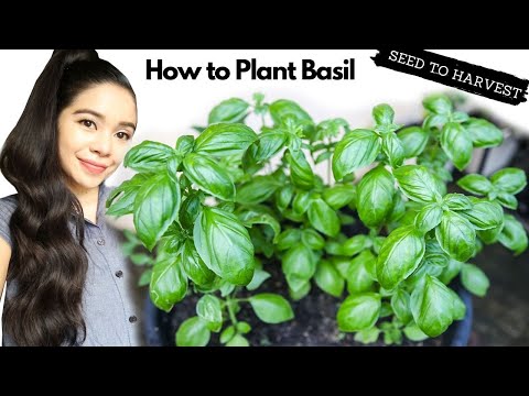 How To Grow Basil From SEED TO HARVEST at Home- Easiest Way!