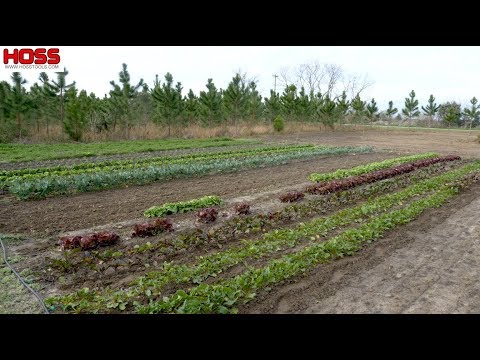 How to Design and Layout Your Dream Vegetable Garden