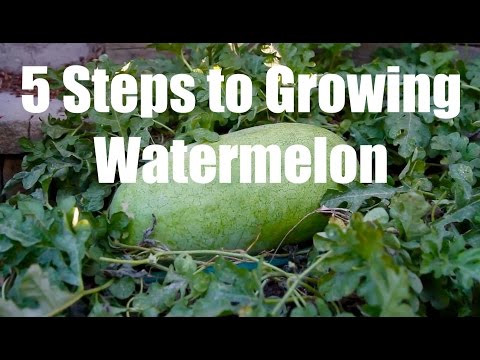 5 Steps to Growing Watermelon