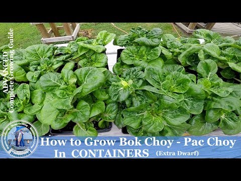 How to Grow Bok Choy in Containers - Extra Dwarf