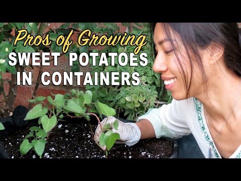 Growing Sweet Potatoes in Container