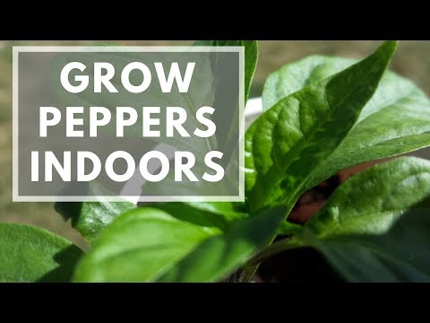 How To Grow Peppers Indoors Easily - Jalapeno, Serrano, Habanero, And More