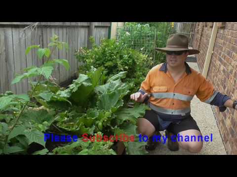 How to Grow Rhubarb Home Grown DIY Homemade Hobby farm Small Holding Crop