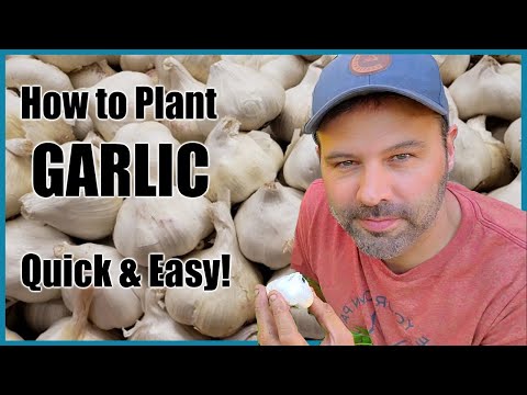 How to Plant & Grow Garlic at Home - Quick and Easy!