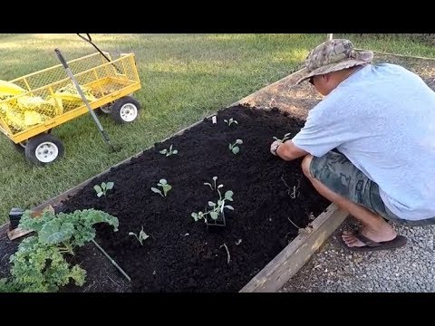 Planting Georgia Collard Greens | Fall Crop
