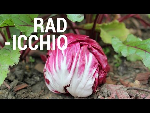 What is Radicchio & It's Health Benefits