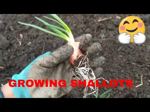 How to grow and plant Shallots in early spring| Growing Shallots | Shallot seeds