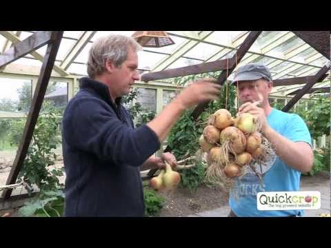 How To Grow Onions