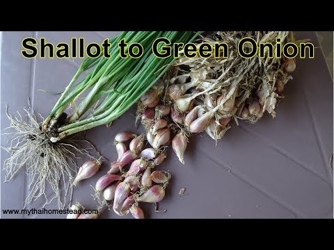 Growing shallots for green onion, From planting to harvest, ready in 2 months.