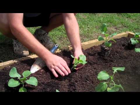 How to Plant Collard Greens