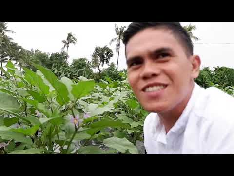 How to grow eggplant in Culasi, Antique by Ronnel Tamba, a new millenial farmer