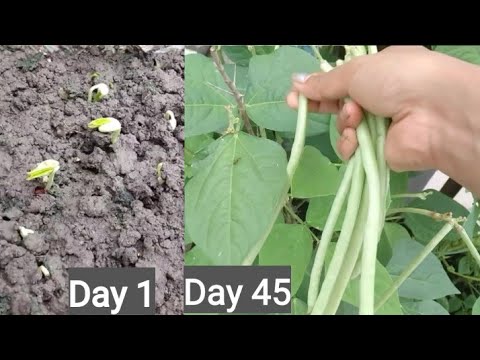 In 45 days grow long beans | Life of long beans | how to grow long beans