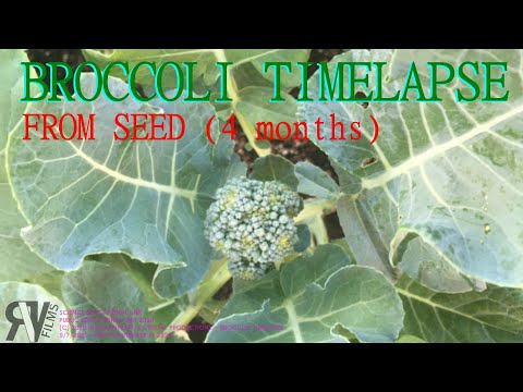 TIMELAPSE OF A BROCCOLI GROWING FROM SEED