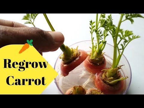 How to grow Carrot.Regrow carrot by cutting.