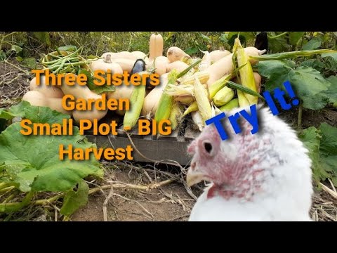 Three Sisters Garden Plot- The Harvest