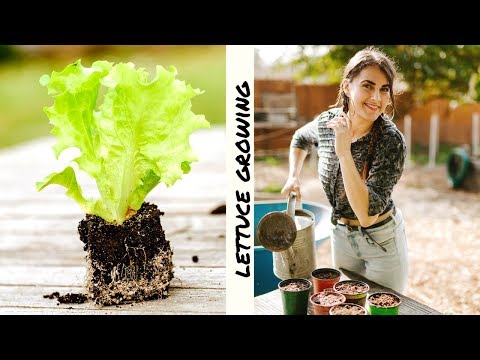 HOW TO GROW LETTUCE » from seed to harvest ??