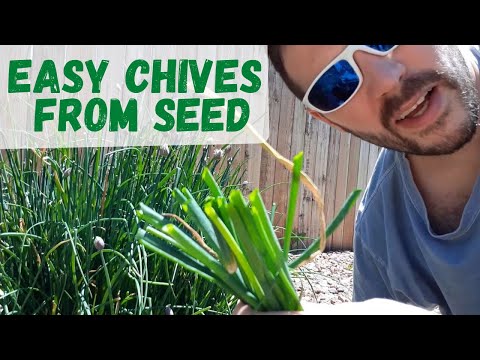 How To Grow Chives At Home, The Easy Way