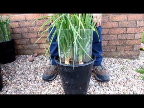 HGV How to grow Green Onions / Shallots in Buckets or Pots,  start to finish.