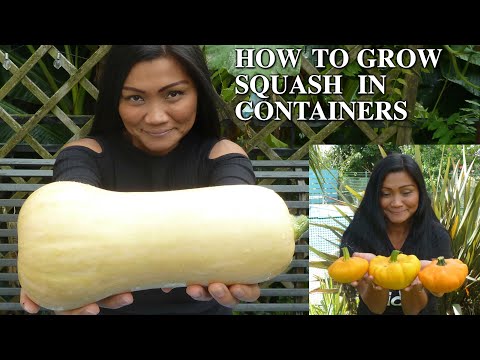 How to Grow Squash in Containers  - How to Grow Squash in Pots (Container Grown Squash )  Squash UK