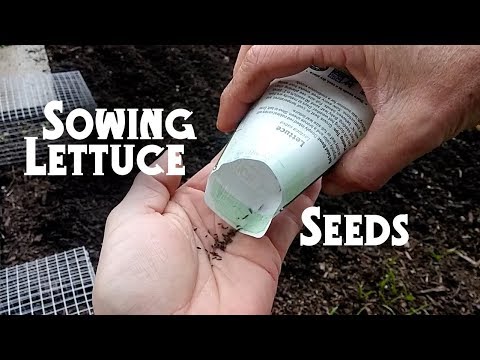 How to Grow Lettuce: Sowing Seeds