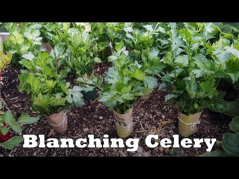 How to Blanch Celery