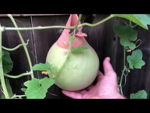 How I grow cantaloupe and other melons vertically along fence
